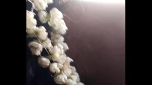 hd bf hindi aunty back